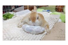 画像4: マイクロビーズクッション　ロング5 (4)