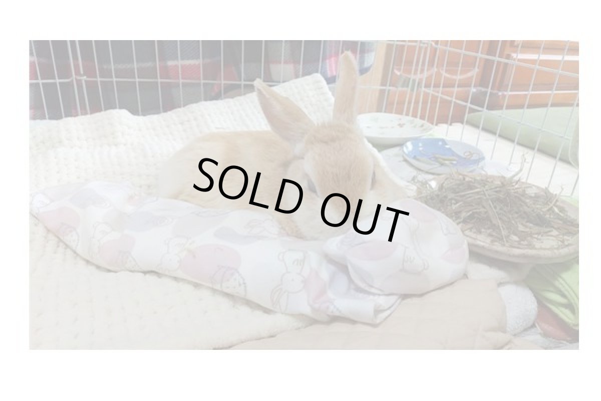 画像5: マイクロビーズクッション　ロング5 (5)