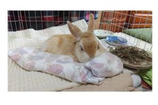 画像5: マイクロビーズクッション　ロング5 (5)